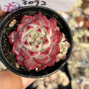 沙罗姬牡丹