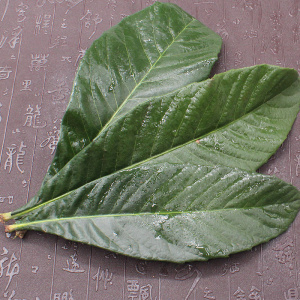 新鲜枇杷叶