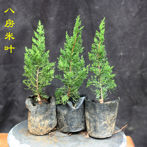 八房米叶系鱼川 真柏苗 日本造型柏树 嫁接真柏盆景素材 小品微型