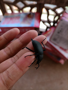 云南活体臭壳子虫 臭屁虫 琵琶甲虫 高脚虫 香姑娘虫250克包邮