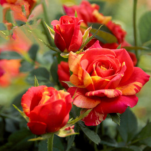 欧月夏日终曲戏法柯德娜月季橙红色条纹经典进口月季庭院阳台盆栽