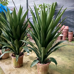 金边巴西铁树盆栽 香龙血树  室内植物  客厅绿植 花卉木 也门铁