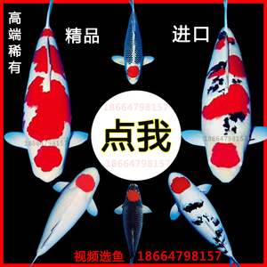 纯种精品进口日本锦鲤活鱼锦鲤鱼活体大型观赏鱼红白大正三色昭和