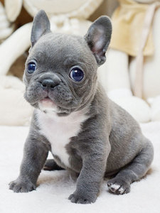 法斗幼犬活体纯种黑色奶油色法国斗牛犬小型犬宠物狗狗蓝牛法斗犬