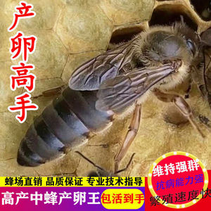 中蜂蜂王活体优质双色杂交阿坝红环天柱黑背广东本地土蜂开产王