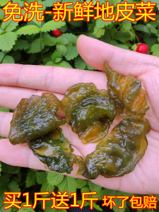 新鲜地皮菜免洗1斤野菜地软地皮菇地达菜蔬菜湖南野生特产雷公菌