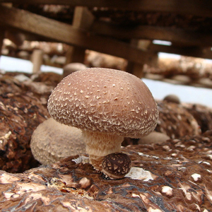 康县特产香菇农家自产纯天然野生椴木香菇干食用菌冬菇250g包邮