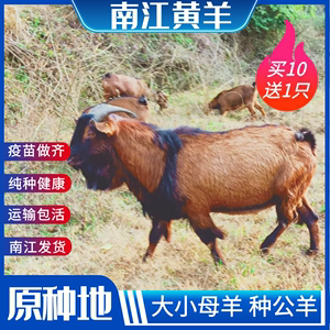 原种地南江黄羊纯种怀孕母羊种公羊波尔黑山羊活体小羊羔养殖技术
