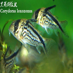 000人付款淘宝黑剑斜纹鼠鱼  南美进口热带底栖淡水观赏鱼ch