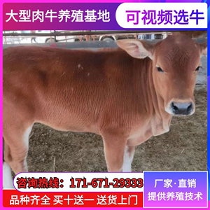 纯种鲁西黄牛小牛犊改良高产肉牛3个月大种公牛小母牛仔养殖技术