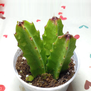 多肉植物龙王阁仙人掌球创意迷你萌肉园艺绿植云南贵货稀有萌肉肉