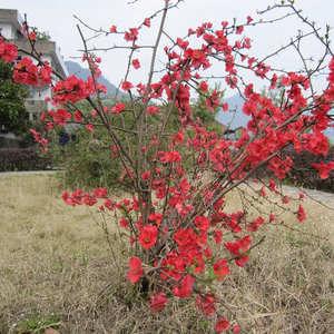 盆栽花卉庭院植物日本海棠花苗大红花海棠贴梗海棠花苗铁杆海棠苗