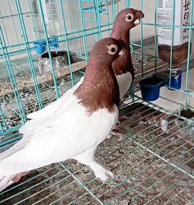 短嘴两头红这种鸽活体一对新疆系观赏鸽毛脚紫头鸽子可孵化受精蛋