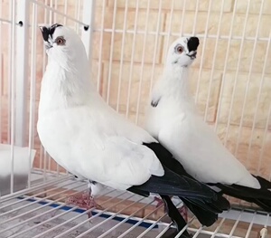 小嘴铁翅点子种鸽活体一对扬州大体点子高飞鸽子可孵化受精蛋北京