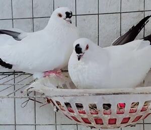 yuanhuifang007932淘宝精品小嘴铁翅点子种鸽种蛋扬州大体点子高飞