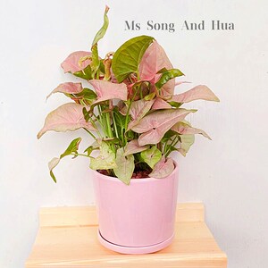 粉色合果芋红粉佳人 室内绿植桌面盆栽 耐阴耐热好养观叶植物