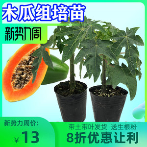 红心水果木瓜苗 大青组培苗 冰糖牛奶 番木瓜苗树 四季盆栽特大