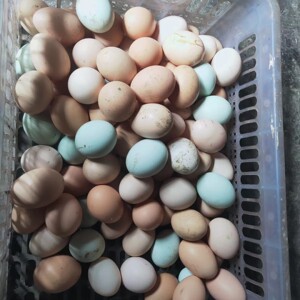 tb793054188淘宝散养土鸡蛋农家散养新鲜跑山鸡蛋30枚正宗天然柴