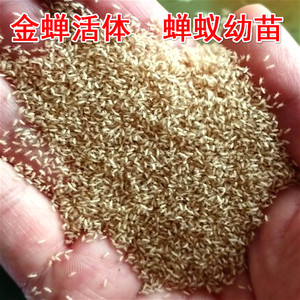 金蝉卵金蝉幼虫活体蝉蚁知了猴卵知了猴幼苗金蝉养殖孵化技术