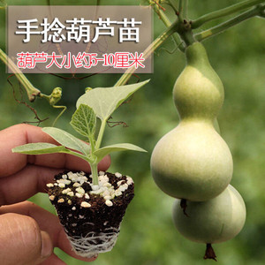 小葫芦苗八宝手捻葫芦苗秧巨型大葫芦种子蚂蚁葫芦籽阳台四季盆栽