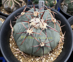 太平丸 实生 金琥属 仙人球 平丸