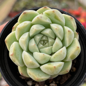 多肉植物阿尔巴美尼室内阳台桌面大棵绿植园艺花卉组合盆栽萌肉肉