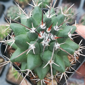 多肉植物仙人球仙人掌富贵玉办公室室内阳台桌面绿植园艺花卉盆栽