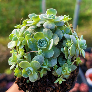 多肉植物子持莲华办公室内阳台桌面绿植园艺花卉组合盆栽新款萌肉