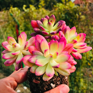 多肉植物小叮当锦群生多头老桩云南新款稀有贵货组合盆栽四季萌肉