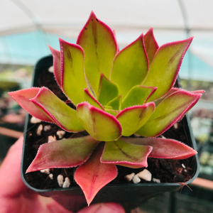 多肉植物法师系列红叶法师云南新款稀有贵货组合盆栽绿植园艺花卉