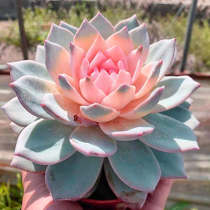 多肉植物彩心厚叶粉蓝鸟办公室内阳台桌面绿植园艺花卉组合盆栽萌