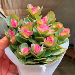 多肉植物贝壳锦稀有品种多年生巨型大棵办公室内花卉新款萌肉嘟嘟