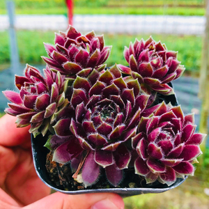 紫牡丹多肉植物包邮