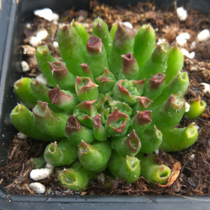 百惠多肉植物