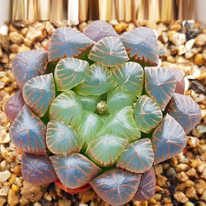 多肉植物紫玉露百合科十二卷属红丝玉露宫灯玉露绿植园艺花卉多肉