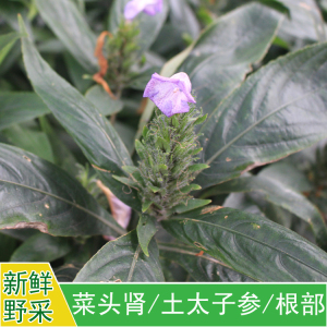 菜头肾