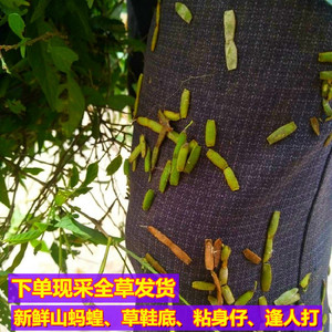 800人付款淘宝现挖新鲜山蚂蝗扁草子草鞋底粘身仔饿