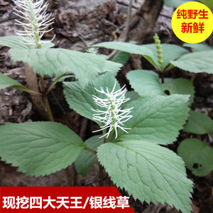 新鲜现挖四叶一枝花四叶草独摇草四大金刚银线草500g中草药四块瓦