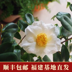 稀有名贵日本鱼尾椿山茶花盆栽四季室内花卉植物带花苞茶花苗树苗