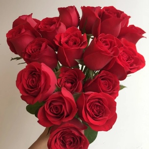 厄瓜多尔进口自由女神玫瑰鲜花速递江浙沪皖两扎包邮上海同城家用