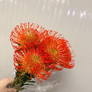 南非进口针殿花针垫红橘色鲜花速递江浙沪皖两件包邮花材上海同城