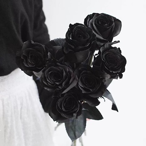 【厄瓜多尔黑玫瑰】厄瓜多尔黑玫瑰品牌,价格 - 阿里巴巴