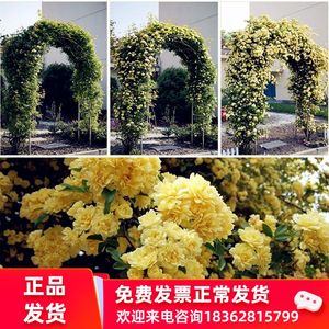 黄木香种子七里香花籽 阳台庭院爬藤植物 四季藤蔓树状月季花种籽