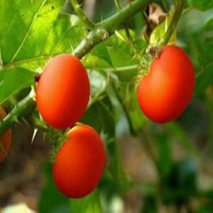 野生红茄果种子颠茄果小颠茄牙痛果刺茄果刺天茄哈麻籽香多枝灌木