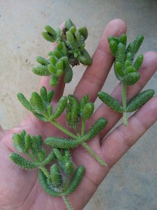 雷童子多肉植物-淘宝拼多多热销雷童子多肉植物货源拿