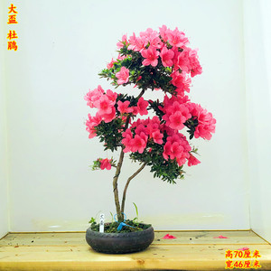 日本皋月杜鹃大杯盆景植物花卉盆栽高杆文人造型罗汉松真柏室内阳