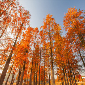 基地直销四川红杉树苗珍稀名贵树种红杉苗别墅庭院绿化树红杉小苗