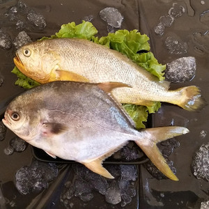 青岛大黄花鱼鲜活金鲳鱼新鲜2斤2条平鱼昌鱼海鱼海鲜套餐包邮顺丰