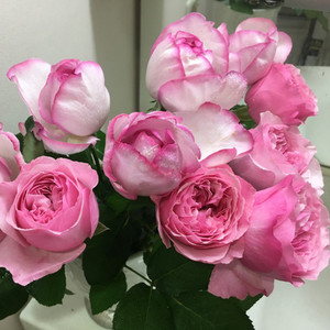 【卓昂玫瑰园精选】伊芙砂糖艺术月季花苗系列大花浓香