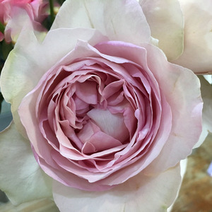 【卓昂玫瑰园精选】伊芙感谢香水 大花浓香切花灌木月季